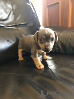 Photo №3. Chiots Jack Russell. Suède