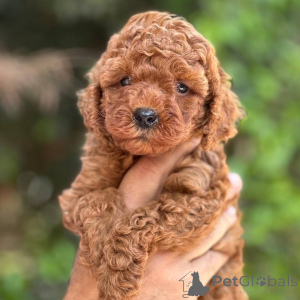 Photo №1. caniche (jouet) - à vendre en ville de Helsinki | 500€ | Annonce №164037