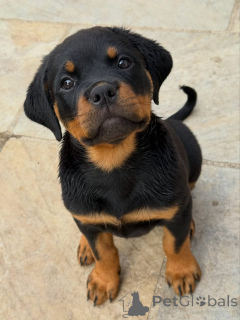 Photo №3. Entzückende Rottweiler-Welpen suchen ein liebevolles Zuhause!. Allemagne