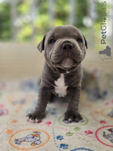 Photo №2 de l'annonce № 140369 de la vente staffordshire bull terrier - acheter à La croatie éleveur