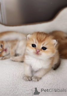 Photo №2 de l'annonce № 151264 de la vente british shorthair - acheter à République Tchèque de la fourrière, éleveur