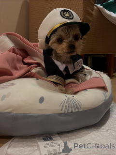 Photo №1. yorkshire terrier - à vendre en ville de Meljine | 550€ | Annonce №163332