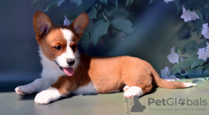 Photo №4. Je vais vendre welsh corgi en ville de Руза. de la fourrière - prix - 739€