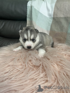 Photo №2 de l'annonce № 108612 de la vente husky de sibérie - acheter à USA annonce privée