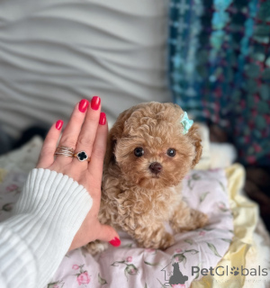 Photo №1. maltipu - à vendre en ville de Vienne | négocié | Annonce №166908