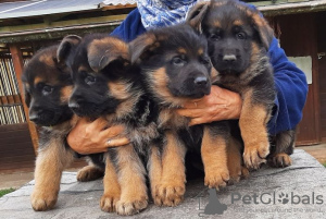 Photo №1. spitz allemand - à vendre en ville de Berlin | Gratuit | Annonce №126738