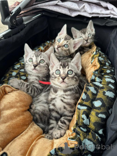 Photo №1. bengal - à vendre en ville de Nyon | 750€ | Annonce № 152764