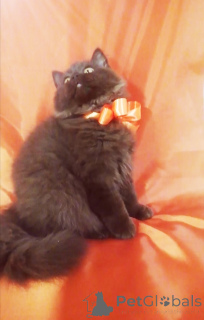 Photo №2 de l'annonce № 156662 de la vente british longhair - acheter à Biélorussie éleveur
