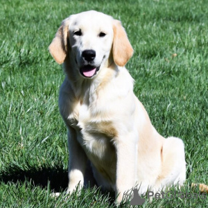 Photo №1. golden retriever - à vendre en ville de Даллас | 473€ | Annonce №45588