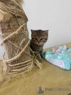 Photo №2 de l'annonce № 144408 de la vente british shorthair - acheter à Serbie 