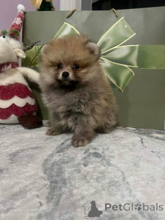 Photo №2 de l'annonce № 160867 de la vente  - acheter à Serbie 