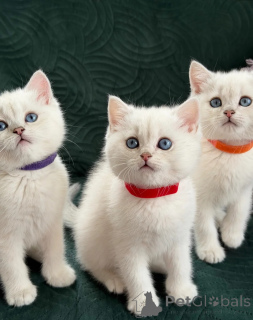Photo №1. british shorthair - à vendre en ville de Fracas | négocié | Annonce № 168585
