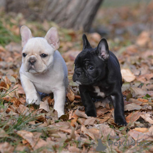 Photos supplémentaires: chiots bouledogue français en bonne santé