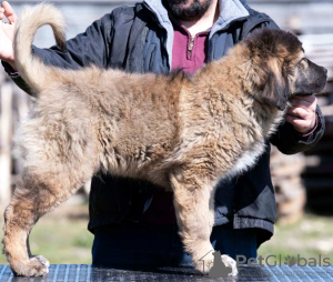 Photos supplémentaires: chiots berger du caucase