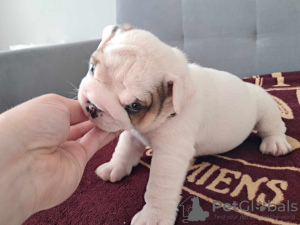 Photos supplémentaires: Bouledogue anglais FCI