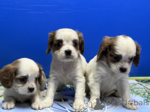 Photo №1. cavalier king charles spaniel - à vendre en ville de Antalya | négocié | Annonce №169061