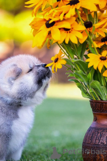 Photo №4. Je vais vendre akita (chien) en ville de Alytus. éleveur - prix - 2000€