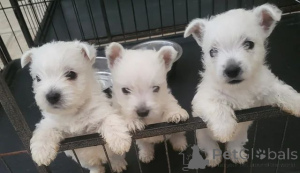Photo №1. west highland white terrier - à vendre en ville de Belfast | 339€ | Annonce №166522