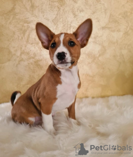 Photo №1. basenji - à vendre en ville de Belgrade | négocié | Annonce №126814