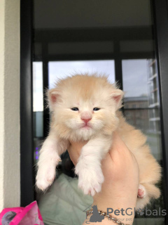 Photos supplémentaires: Chaton Maine Coon à adopter