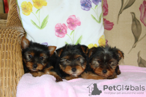 Photo №1. yorkshire terrier - à vendre en ville de Франкфурт-на-Майне | 550€ | Annonce №123054