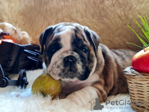 Photo №2 de l'annonce № 11693 de la vente bulldog anglais - acheter à Fédération de Russie éleveur