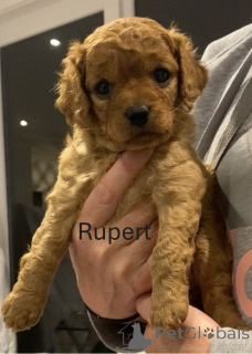 Photo №2 de l'annonce № 151110 de la vente golden retriever - acheter à Australie éleveur