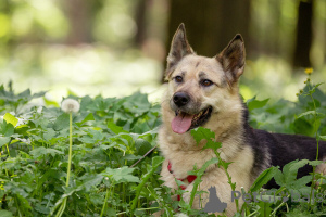 Photo №1. chien bâtard - à vendre en ville de Rivière moscou | Gratuit | Annonce №149175