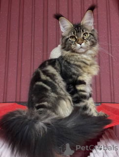 Photo №3. Chatons Maine Coon. USA