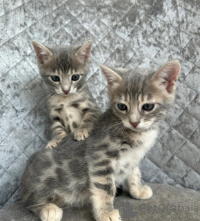 Photo №1. bengal - à vendre en ville de Bouchère | 350€ | Annonce № 169542