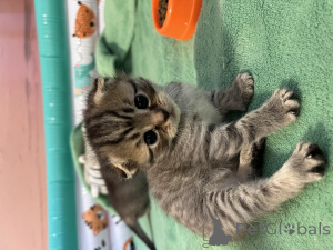 Photo №1. scottish fold - à vendre en ville de Vilnius | négocié | Annonce № 145965