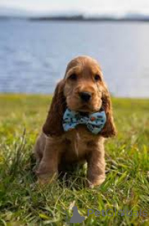Photo №2 de l'annonce № 166966 de la vente cocker spaniel anglais - acheter à France annonce privée, éleveur