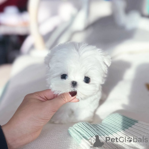 Photo №2 de l'annonce № 173723 de la vente bichon maltais - acheter à République Tchèque éleveur
