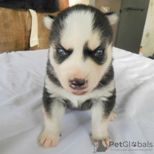 Photo №1. husky de sibérie - à vendre en ville de Дублин | négocié | Annonce №51341