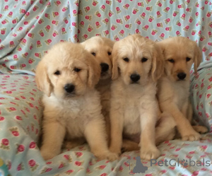 Photo №1. golden retriever - à vendre en ville de Bruxelles | 436€ | Annonce №171651