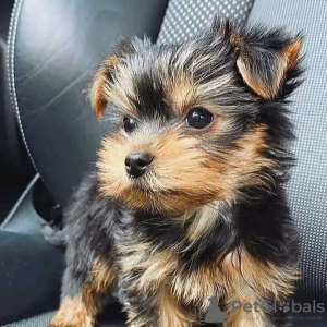 Photo №3. Incroyables chiots Yorkie Business WhatsApp 37256062792. Belgique