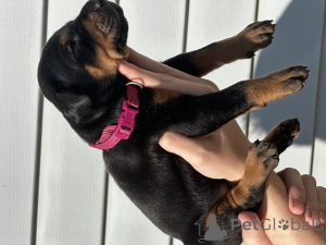 Photo №4. Je vais vendre dobermann en ville de Minsk. de la fourrière - prix - négocié