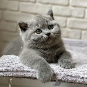 Photo №2 de l'annonce № 137124 de la vente british shorthair - acheter à Allemagne éleveur