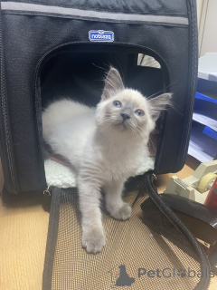 Photo №1. neva masquerade - à vendre en ville de Ludwigsfelda | 350€ | Annonce № 148358