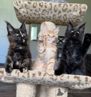 Photo №1. maine coon - à vendre en ville de Amstetten | négocié | Annonce № 168180