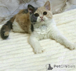 Photo №1. selkirk rex à poil ras - à vendre en ville de Innsbruck | 350€ | Annonce № 171178
