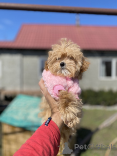 Photo №1. maltipu - à vendre en ville de Krivoy Rog | 775€ | Annonce №166530