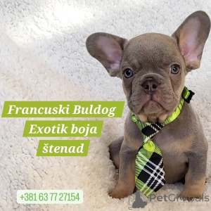 Photo №1. bouledogue - à vendre en ville de Trrstenik | négocié | Annonce №166709