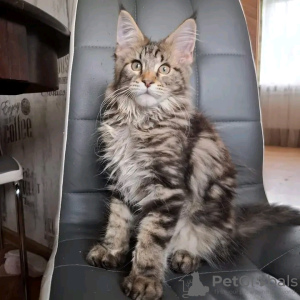 Photo №3. De mignons et adorables chatons Maine coon en bonne santé sont maintenant. Suisse