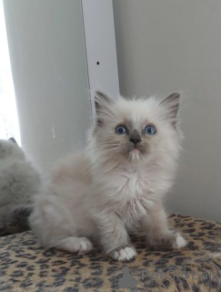 Photo №3. Magnifiques chatons ragdoll GCCF... Allemagne