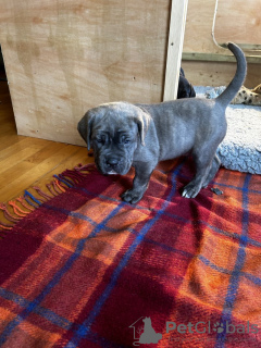 Photo №1. cane corso - à vendre en ville de Амстердам | 600€ | Annonce №87920