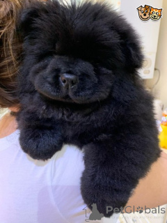 Photo №2 de l'annonce № 159424 de la vente chow-chow - acheter à Belgique 