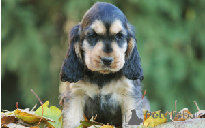 Photo №1. cocker spaniel anglais - à vendre en ville de Vienne | 700€ | Annonce №163855