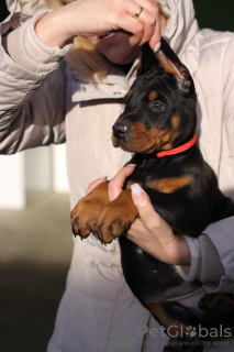 Photo №2 de l'annonce № 91297 de la vente dobermann - acheter à Serbie éleveur