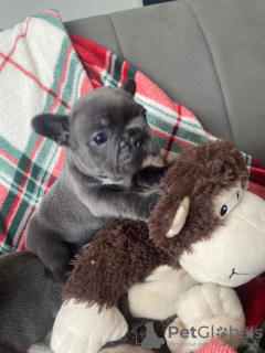 Photo №1. bouledogue - à vendre en ville de Friggesby | 320€ | Annonce №123464